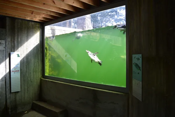 Pingvinerne i Zoologisk Have